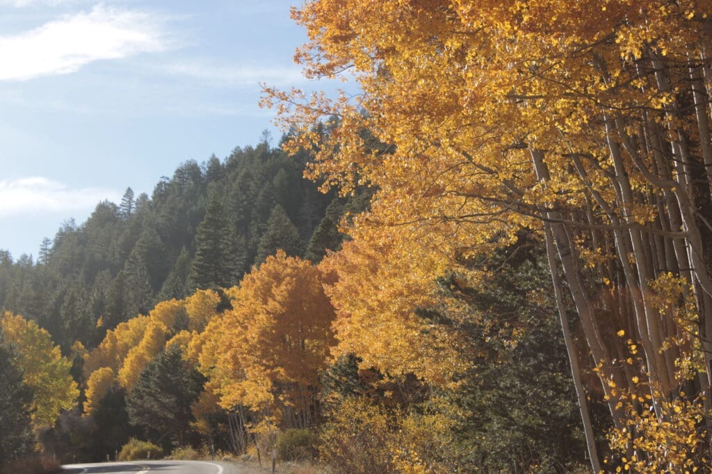 Hope Valley's Grand Finale Grove